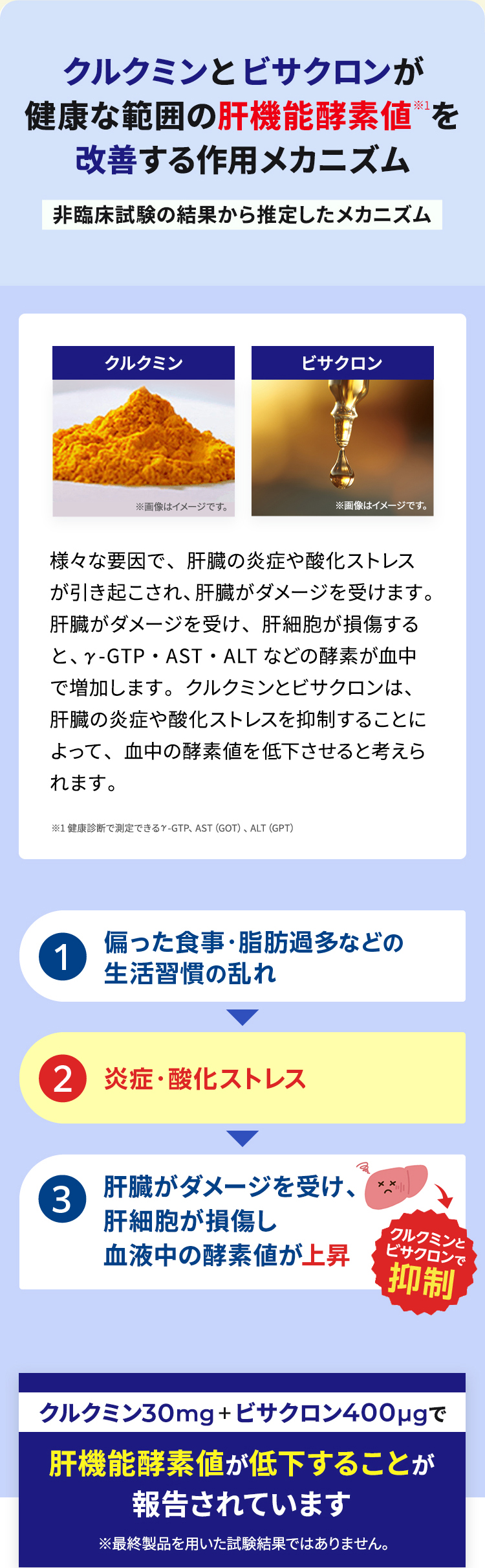 クルクミンとビサクロンが肝機能酵素値を改善する作用メカニズム